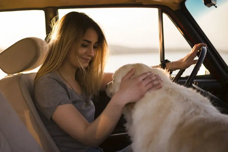 застраховка на куче или котка онлайн тук