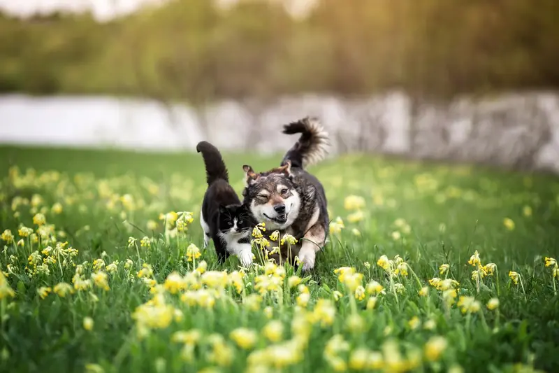 любимци домашни застраховка